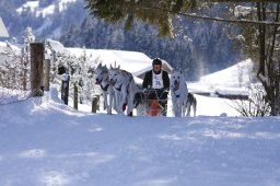 Lenk 2013